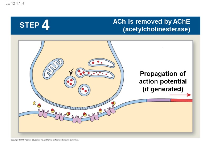 LE 12-17_4 Action potential at node 1 ACh is removed by AChE (acetylcholinesterase) Propagation